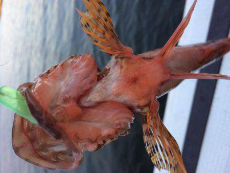 今期最後のロック便