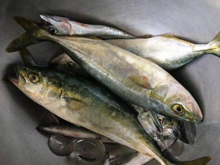 ツバスの群れ！