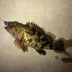 メバル調査の予定でしたが