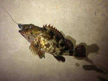 メバル調査の予定でしたが