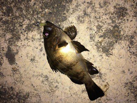 西風ポイントにて