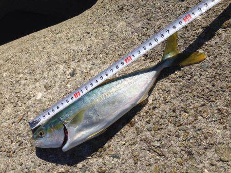 初投稿  超！巨大な