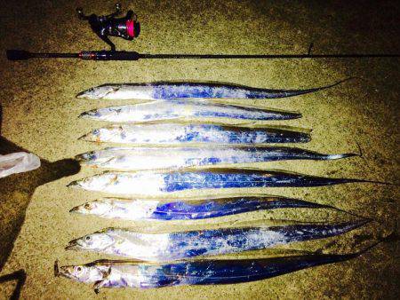 夕マヅメの太刀魚