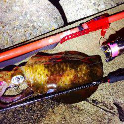 久々のエギング