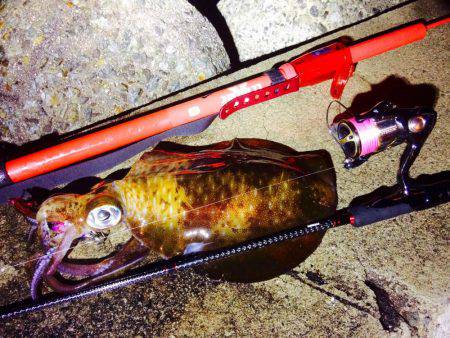 久々のエギング