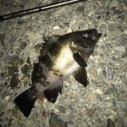 メバル・ガシラ・シーバス