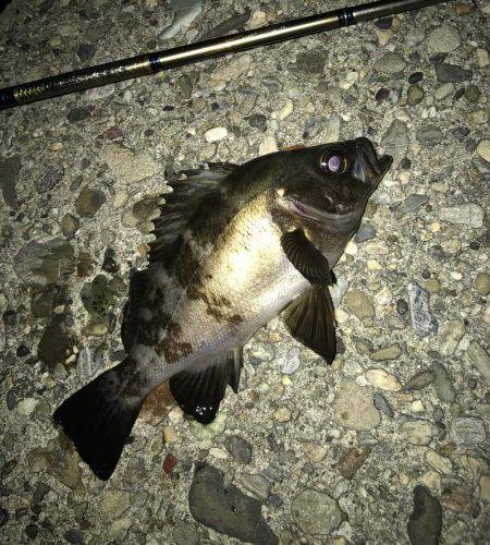 メバル・ガシラ・シーバス