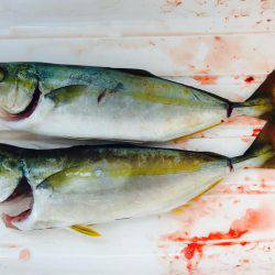 出勤前にツバス