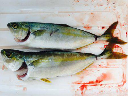 出勤前にツバス