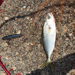 ツバス・アコウ