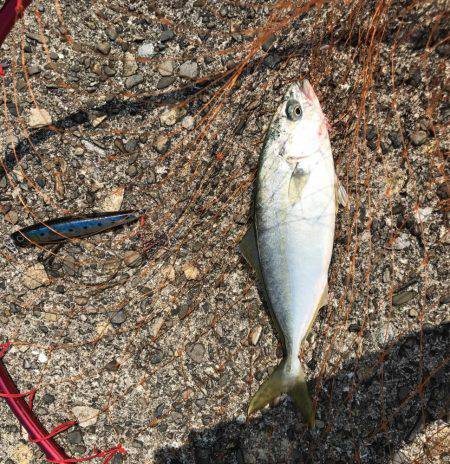 ツバス・アコウ