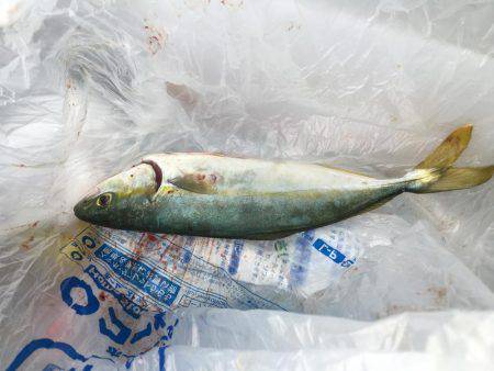 シャアジギング