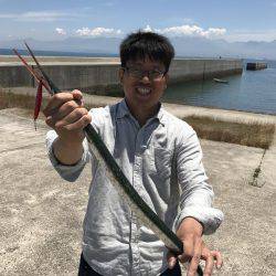 ダツ、ベラ、キス