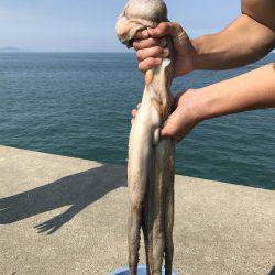 タコ、カワハギ