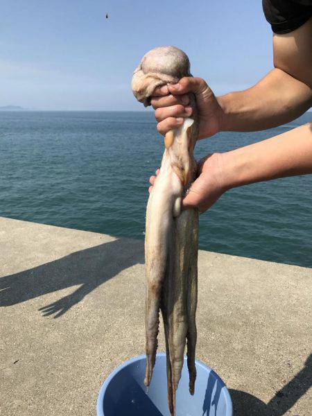 タコ、カワハギ