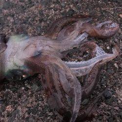 産卵日前後狙い打ち陸っぱりエギング