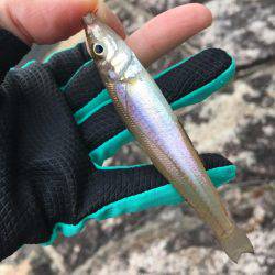 ちょい投げキスからエギング