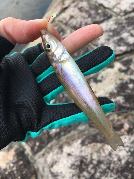 ちょい投げキスからエギング