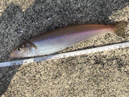 サイズ的にはまだ早いようです。