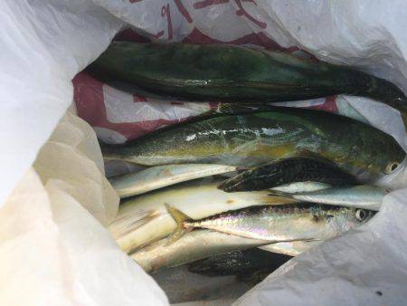 ツバス情報を見て出かけました。