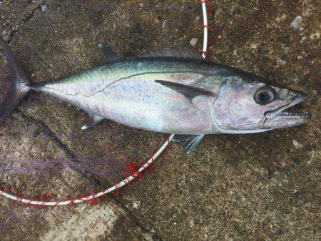 南の島に遠征！