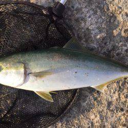 堤防にてハマチ釣れた！！！