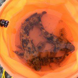 ガシラマンション