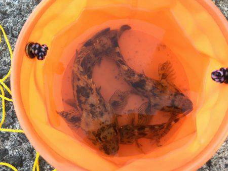 ガシラマンション