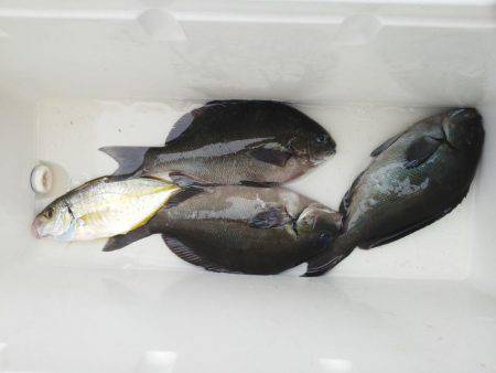 シマアジ・・・・グレ・・・・