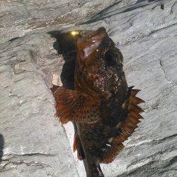 下津付近の地磯にて