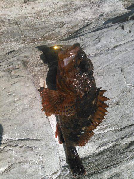 下津付近の地磯にて