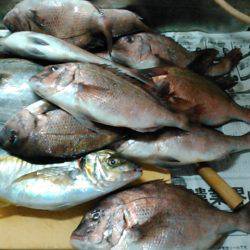 カタタ釣り堀でヒラマサ、カンパチ狙い