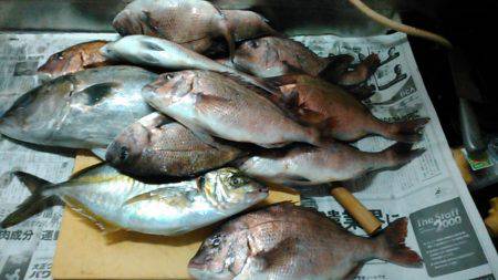 カタタ釣り堀でヒラマサ、カンパチ狙い