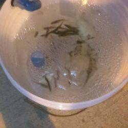 サビキ釣りでイワシ、子アジ狙い