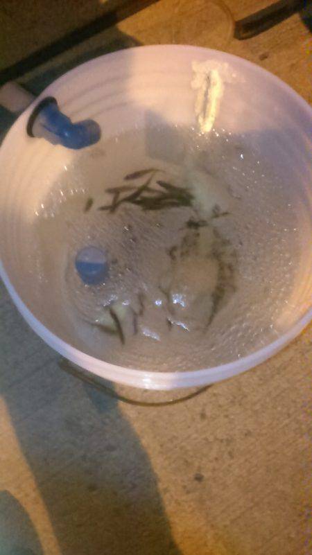 サビキ釣りでイワシ、子アジ狙い