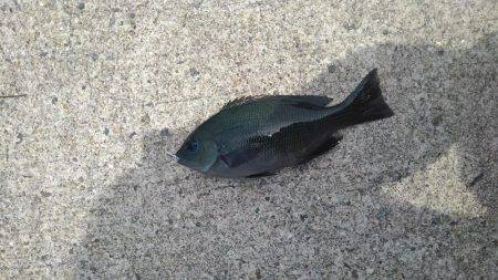 写真撮り忘れたグレ