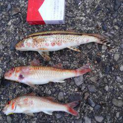 見たことのない魚