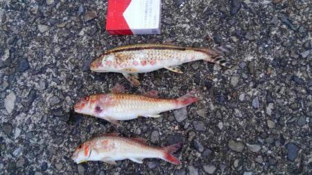 見たことのない魚