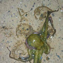 オクトパッシング