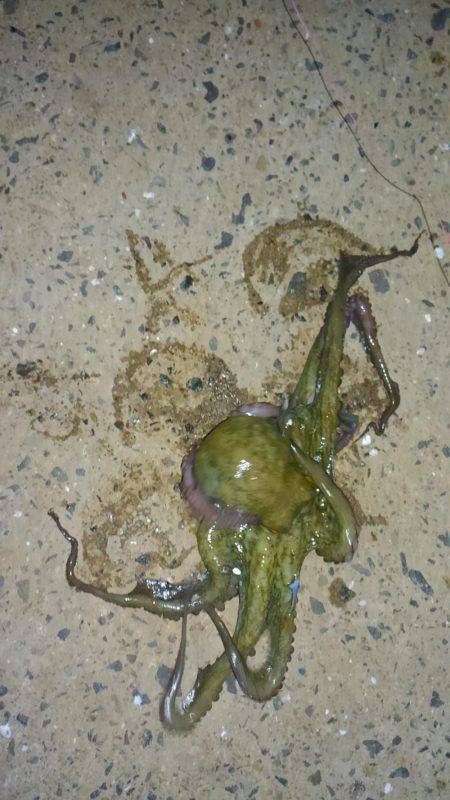 オクトパッシング