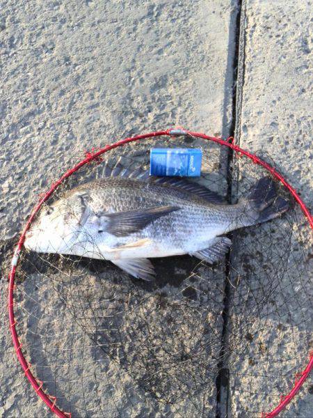 シーバス狙いだけど