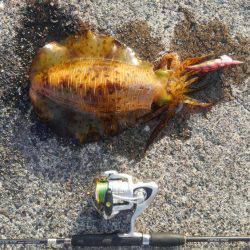 初めての春アオリ