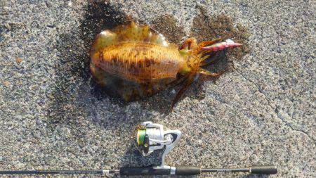 初めての春アオリ