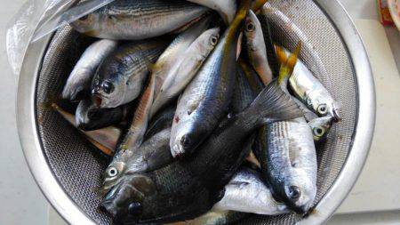 ファミリーフィッシング