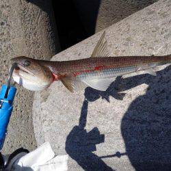 エソとタチウオを求めて!