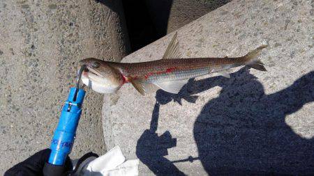 エソとタチウオを求めて!