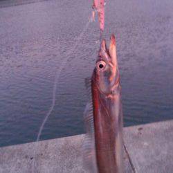 タチウオの喰いが渋い気がします