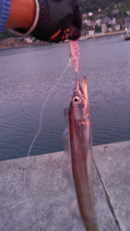 タチウオの喰いが渋い気がします