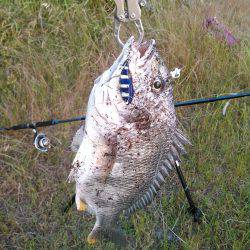 朝マズメ　ジギング