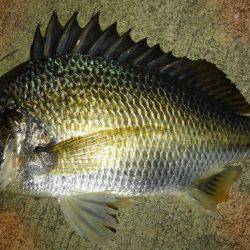 海も春爆か？（笑）